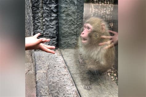 A spider monkey beholds a magic trick